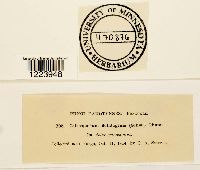 Coleosporium asterum image