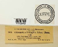 Coleosporium asterum image