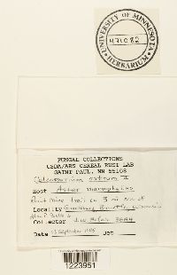 Coleosporium asterum image