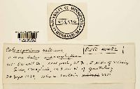 Coleosporium asterum image