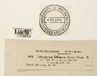 Coleosporium asterum image