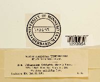 Coleosporium asterum image