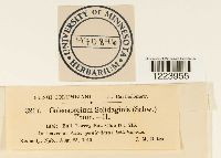 Coleosporium asterum image