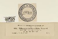 Coleosporium asterum image