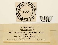 Coleosporium asterum image