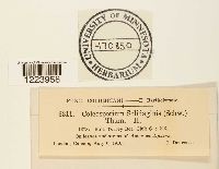 Coleosporium asterum image