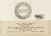 Coleosporium asterum image