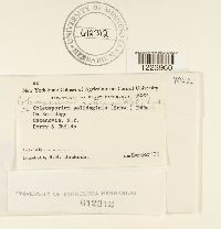 Coleosporium asterum image