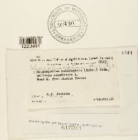 Coleosporium asterum image