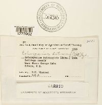 Coleosporium asterum image