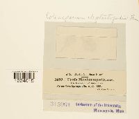 Coleosporium elephantopodis image