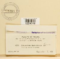 Coleosporium elephantopodis image