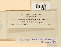 Coleosporium elephantopodis image