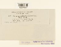 Coleosporium elephantopodis image