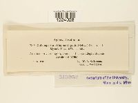 Coleosporium elephantopodis image