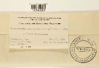 Coleosporium inconspicuum image