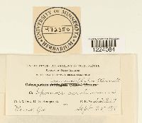 Coleosporium ipomoeae image