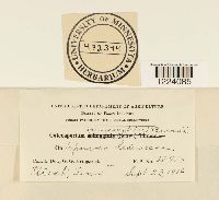 Coleosporium ipomoeae image