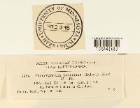 Coleosporium ipomoeae image