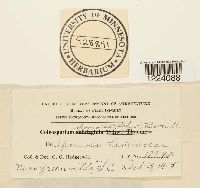 Coleosporium ipomoeae image