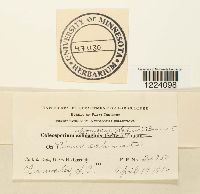 Coleosporium ipomoeae image