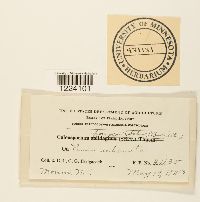 Coleosporium ipomoeae image