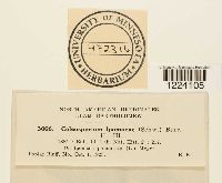 Coleosporium ipomoeae image