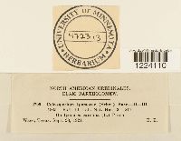 Coleosporium ipomoeae image