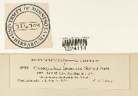 Coleosporium ipomoeae image