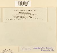 Coleosporium ipomoeae image