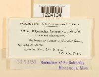 Coleosporium ipomoeae image