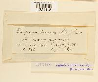 Coleosporium ipomoeae image