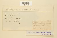 Coleosporium ipomoeae image