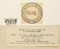 Coleosporium jonesii image