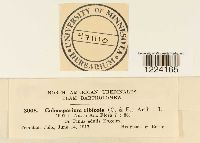 Coleosporium jonesii image