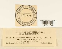 Coleosporium jonesii image