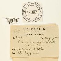 Coleosporium jonesii image