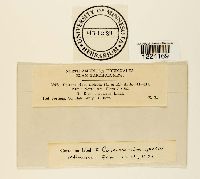 Coleosporium jonesii image