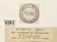 Coleosporium jonesii image