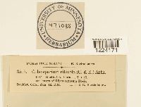 Coleosporium jonesii image