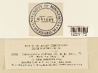 Coleosporium jonesii image