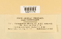 Coleosporium jonesii image