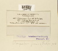 Coleosporium jonesii image