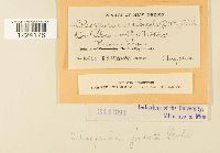 Coleosporium jonesii image