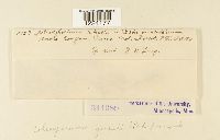 Coleosporium jonesii image