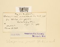 Coleosporium jonesii image