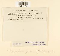 Coleosporium jonesii image