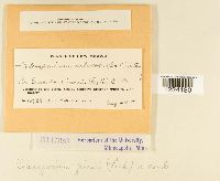 Coleosporium jonesii image