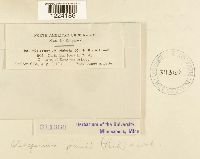 Coleosporium jonesii image