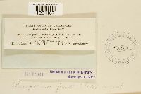 Coleosporium jonesii image